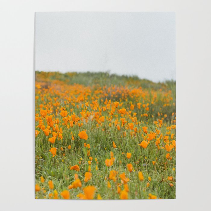 California Wildflower Orange Poppy Bloom Poster