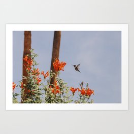 Hummingbird / Palm Springs Art Print