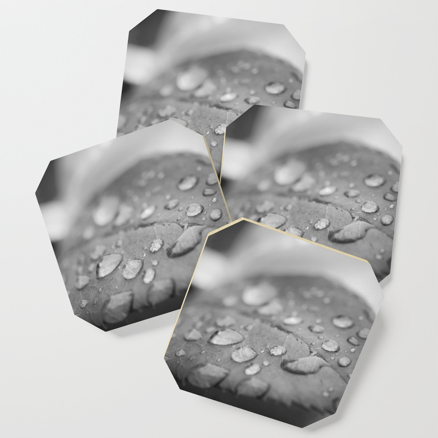 Dew On Leaf Of Rose Plant Black And White Floral Botanical Nature Photo Coaster By Pipafineart