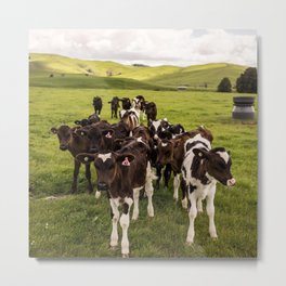 New Zealand Photography - Flock Of Cows On The Grassy Field Metal Print