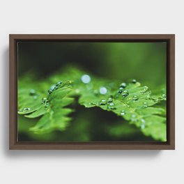 drops on a fern Framed Canvas