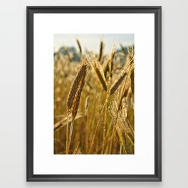 Ripening Wheat Framed Art Print