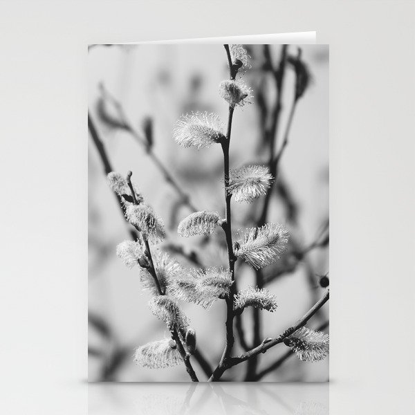 Pussy Willow in Black and White | Nekoyanagi Japanese Tree | Salix gracilistyla | Quaint flowers Stationery Cards