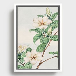 Vintage Japanese Woodblock Painting Of Jasmine Framed Canvas