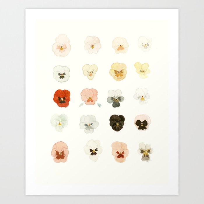 A Taxonomy of Pansies Kunstdrucke A Taxonomy of Pansies Kunstdrucke