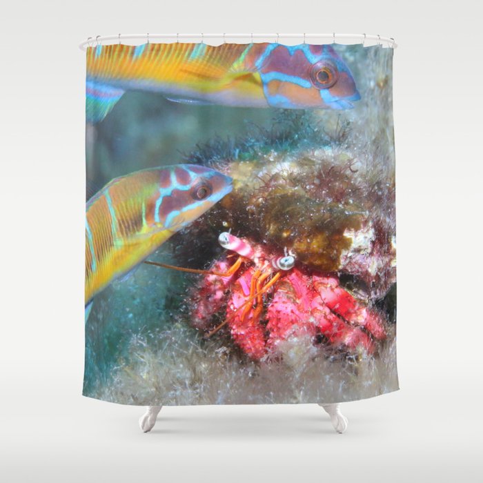 Pretty hermit crab gossiping with rainbow wrasse Shower Curtain