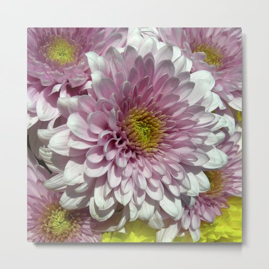 dahlia bloom XII Metal Print