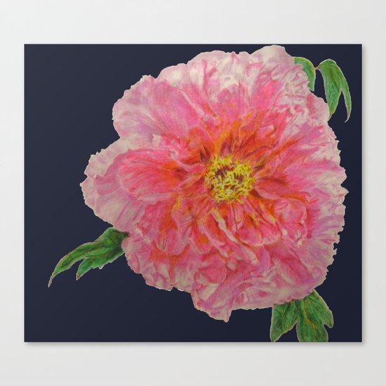 Pink Peony Flower Drawing on Blue Background Canvas Print