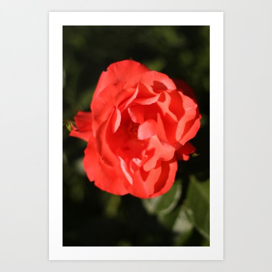 Rose - Red Art Print