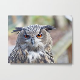 Eurasian Eagle-Owl, Uhu Metal Print | Birdofprey, Snowyowl, Wildlife, Schnee Eule, Color, Photo, Yelloweyes, Schneeeule, Eule, Animal 