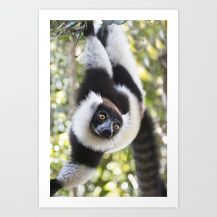 Black and White Ruffed Lemur hanging up-side-down Art Print