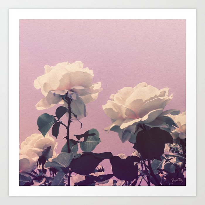 Vintage Spring Pearl White Roses Lavender Sky Art Print