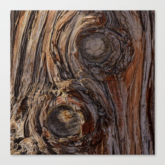 Tree Trunk Textures I - Utah Canvas Print