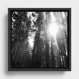 Black and White Sun in a Pine Forest Framed Canvas