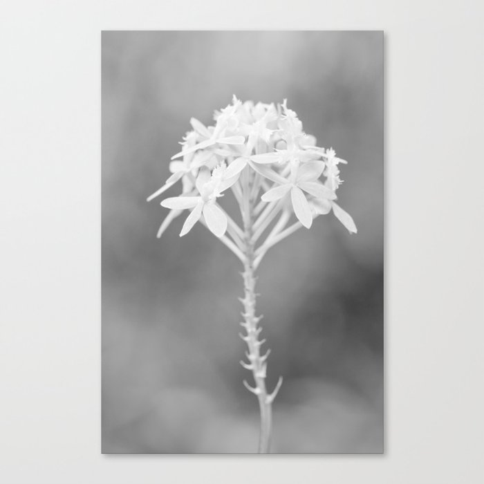 Minimalistic Orchid In Black And White Canvas Print