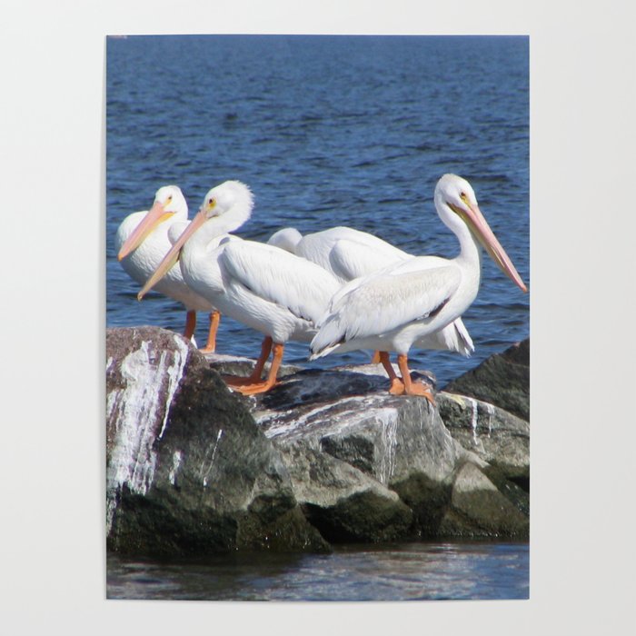 White Pelicans Poster