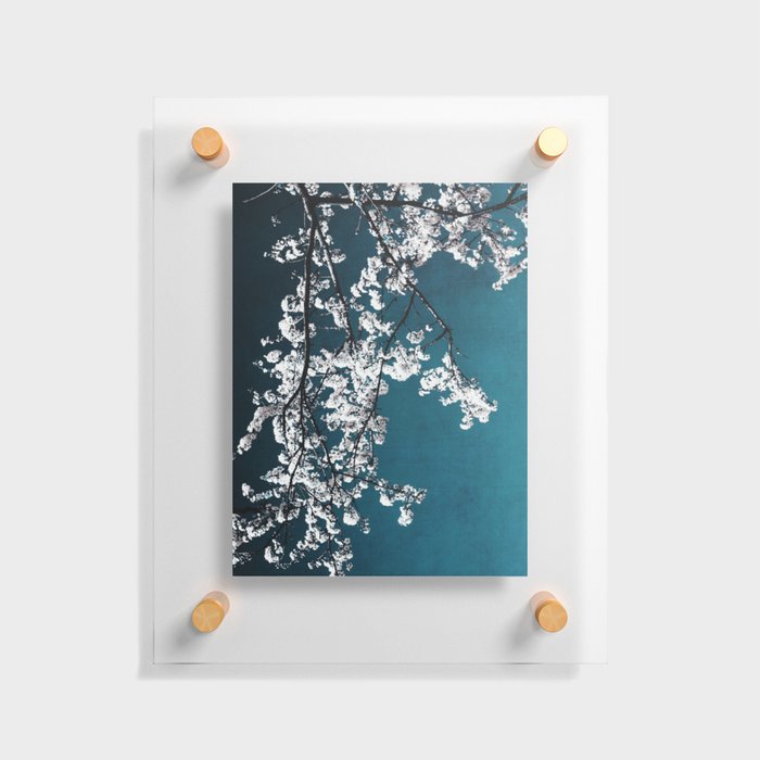 White Blossoms Tree Print - Flowers in Teal - Elegant Floral -  Japanese Nature photography Floating Acrylic Print