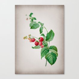 Vintage Red Berries Botanical on Parchment Canvas Print