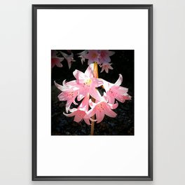 Pink Lilies Framed Art Print