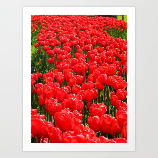 Red tulips Art Print