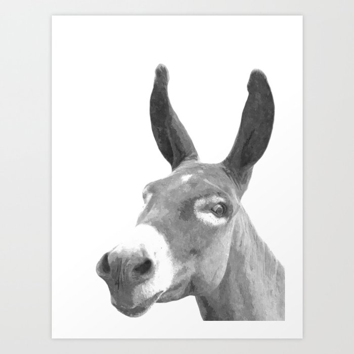 Types Of Donkeys Black/White Poster No Frame 