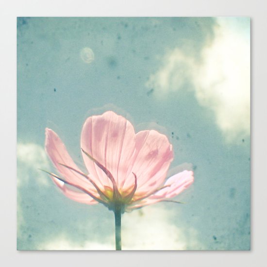 Pink Cosmos Canvas Print
