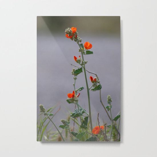 Desert Wildflower - 3 Metal Print