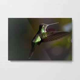Hummingbird in flight Metal Print