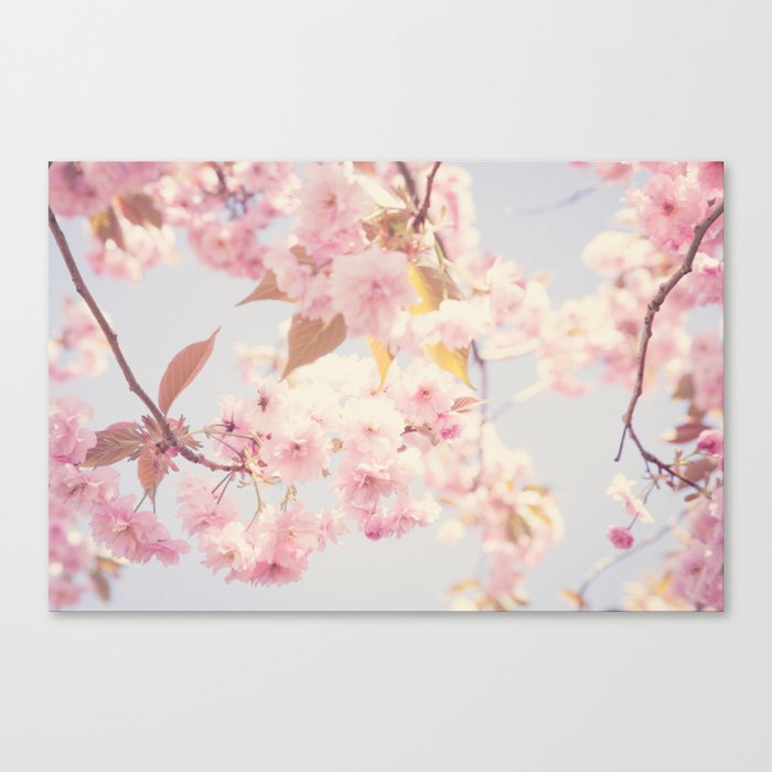 Cherry blossoms Canvas Print