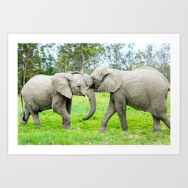 Afternoon Play in the Sanctuary Art Print