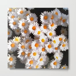 Brilliant White Daisies On Black Floral Art Metal Print | Whiteflowers, White, Weddinganniversary, Acrylic, Flower, Englishdaisy, Floral, Wildflower, Commondaisy, Birthday 