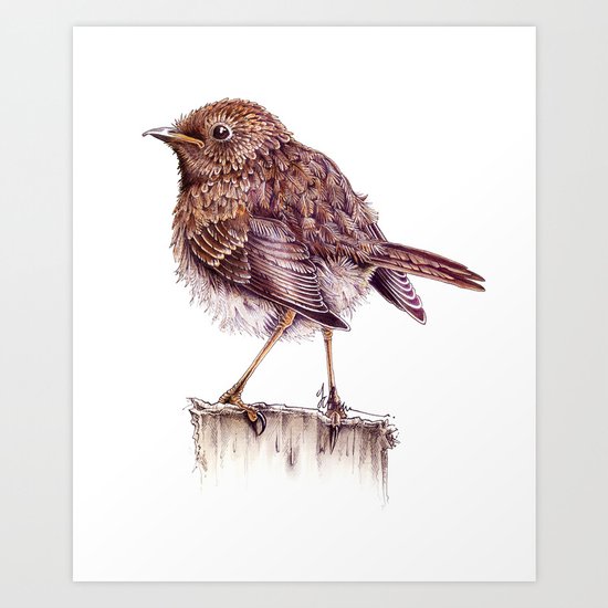 Juvenile Robin Art Print