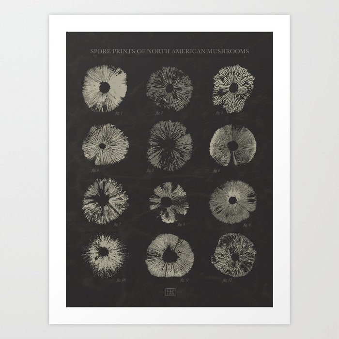 Spore Prints of North American Mushrooms (White on Charcoal) Art Print