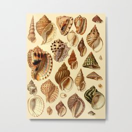 Seashell Vintage Collect Metal Print | Underbeach, Seashell, Undersea, Trending, Hotsummer, Ilovesummer, Graphicdesign, Seashellart, Summerhot, Seashellcollect 