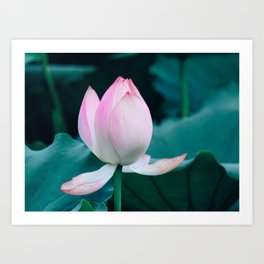 Close-up view of the water lily Art Print