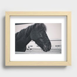 Icelandic Horse In Black & White Recessed Framed Print