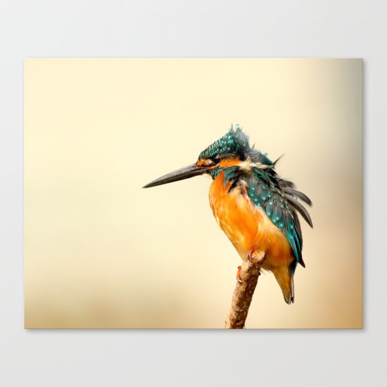 Kingfisher Bird Canvas Print