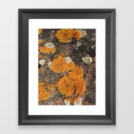 Orange you glad you're a lichen Framed Art Print