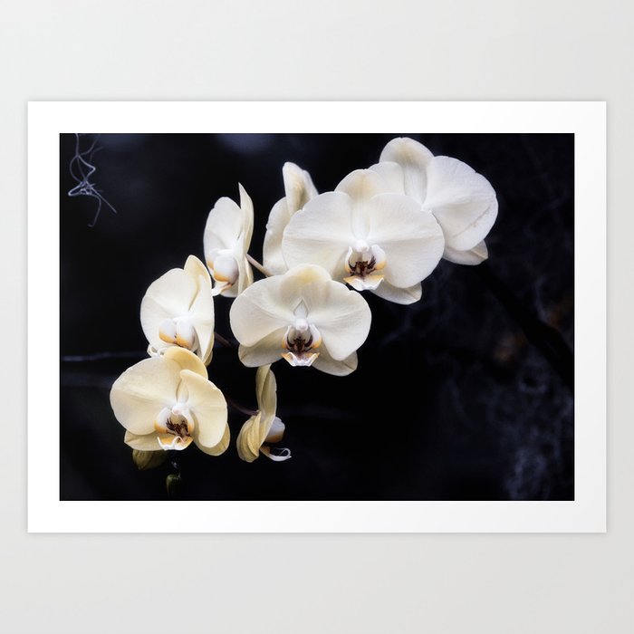 Orchid Garden XXI Art Print