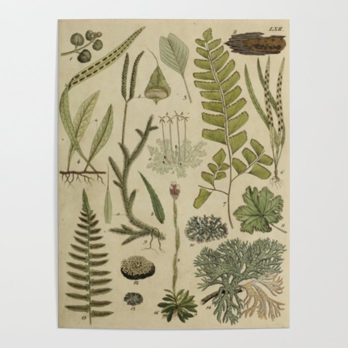 Ferns And Mosses Poster