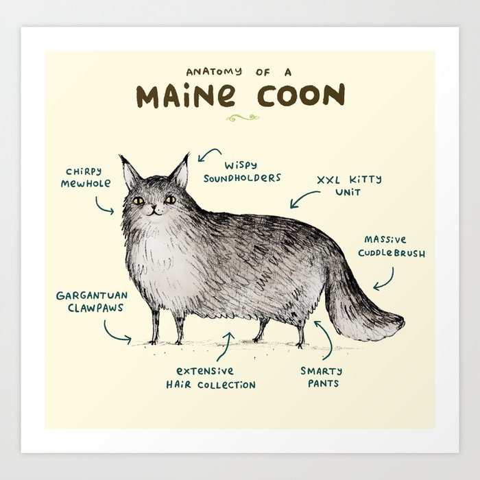 Anatomy of a Maine Coon Kunstdrucke