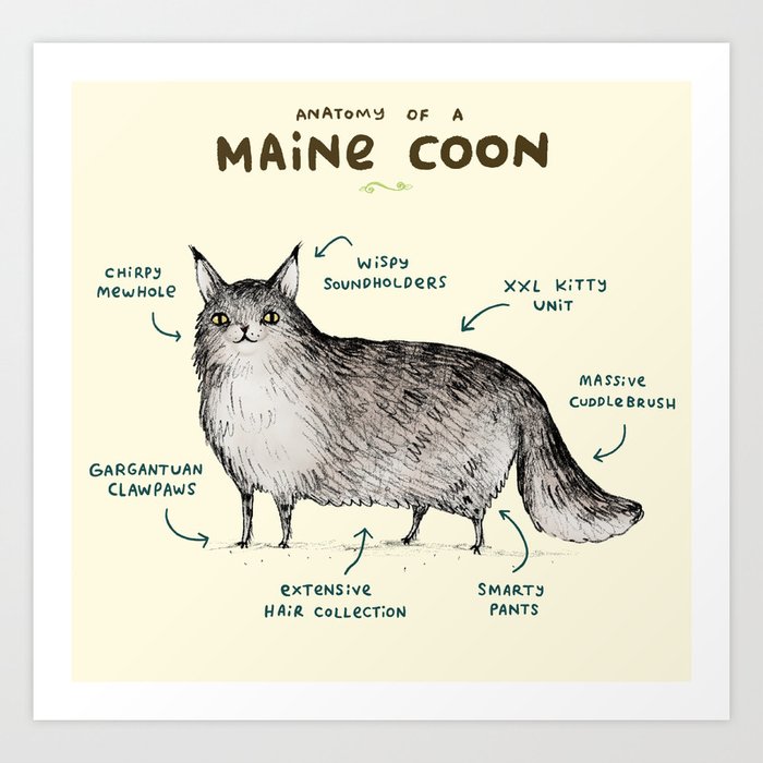 Anatomy of a Maine Coon Kunstdrucke Anatomy of a Maine Coon Kunstdrucke