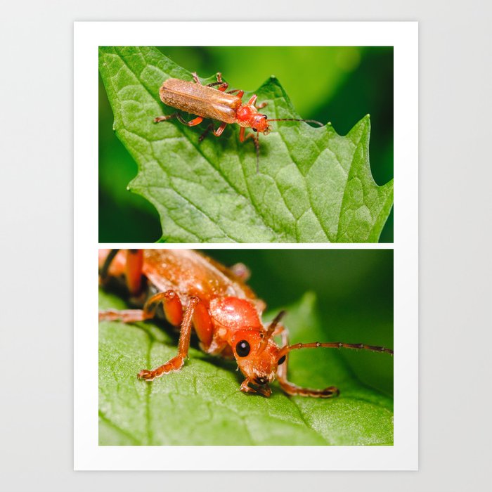 Red Soldier Beetle Far Away and Close up Macro Photograph  Art Print | Photography, Digital, Color, Hdr, Red, Soldier, Beetle, Nature, Cute, Bugs