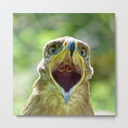 Screaming Steppe Eagle Metal Print | Animal, Wildlife, Color, Baldeagle, Eagle, Nature, Photo, Americanbaldeagle, Wildbird, Digital 
