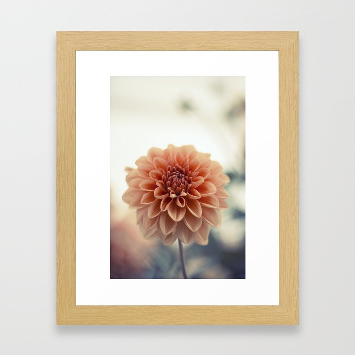 Dahlia Flower Framed Art Print