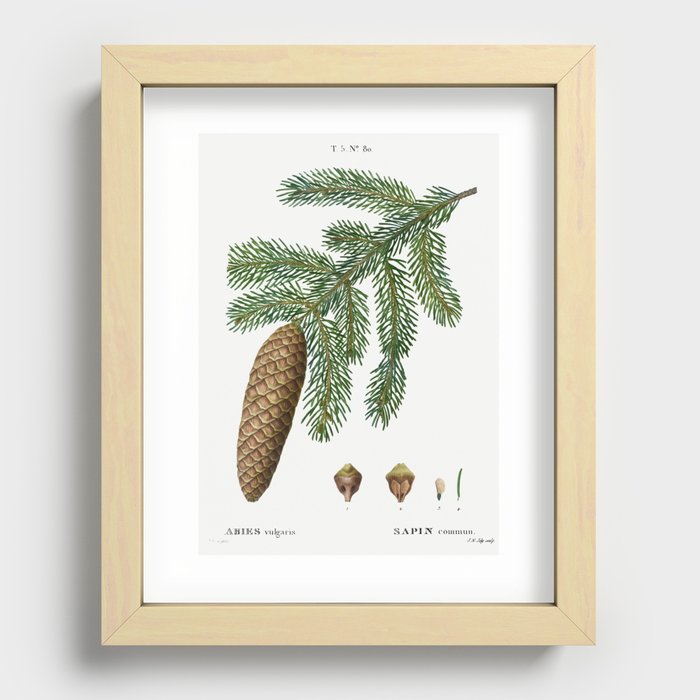 Norway spruce, Abies vulgaris from Traité des Arbres et Arbustes que l’on cultive en France en plein Recessed Framed Print