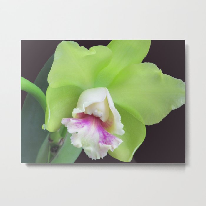 Green Cattleya Orchid Metal Print