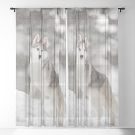 Siberian Husky Winter On Snow  Sheer Curtain