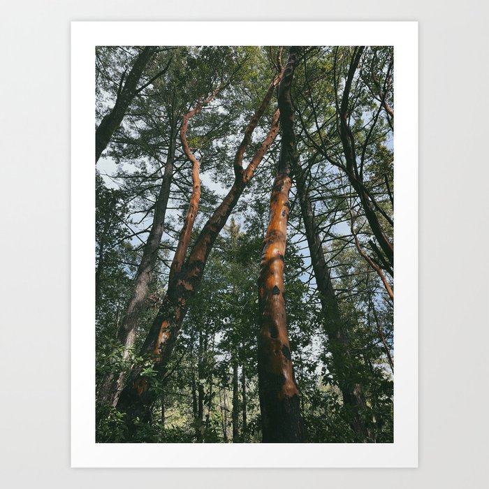 into the forest xvii / saratoga, california Art Print