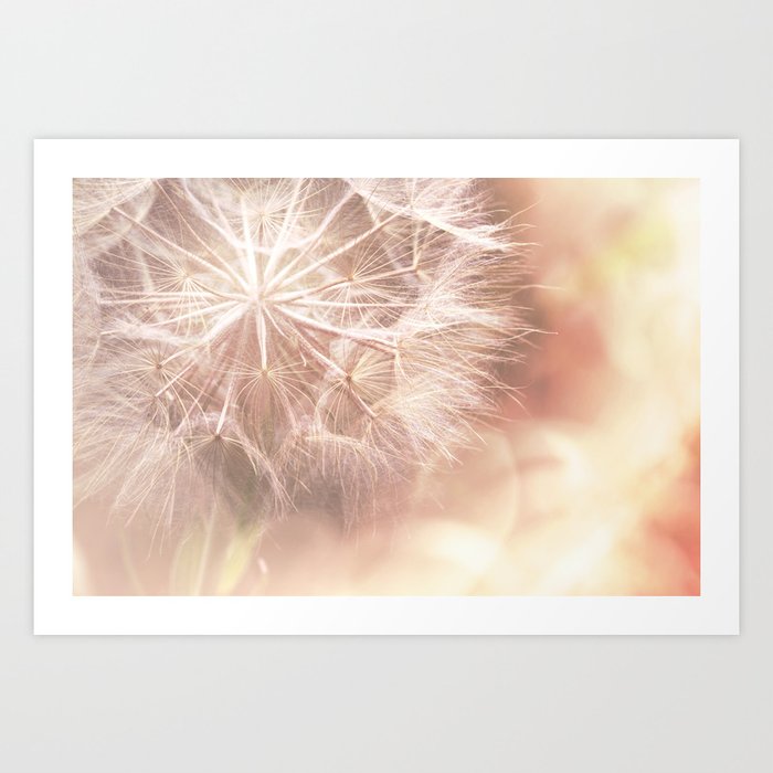 Pink Macro 2 Dandelion Flower Floral Nature Photography Art And Accessories Art Print